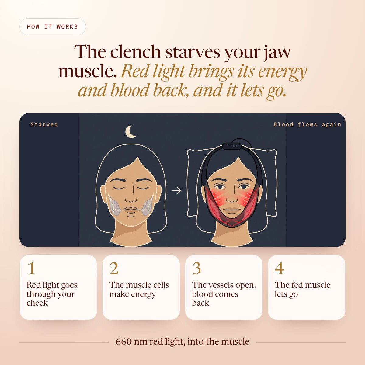 What red light does in the jaw muscle
